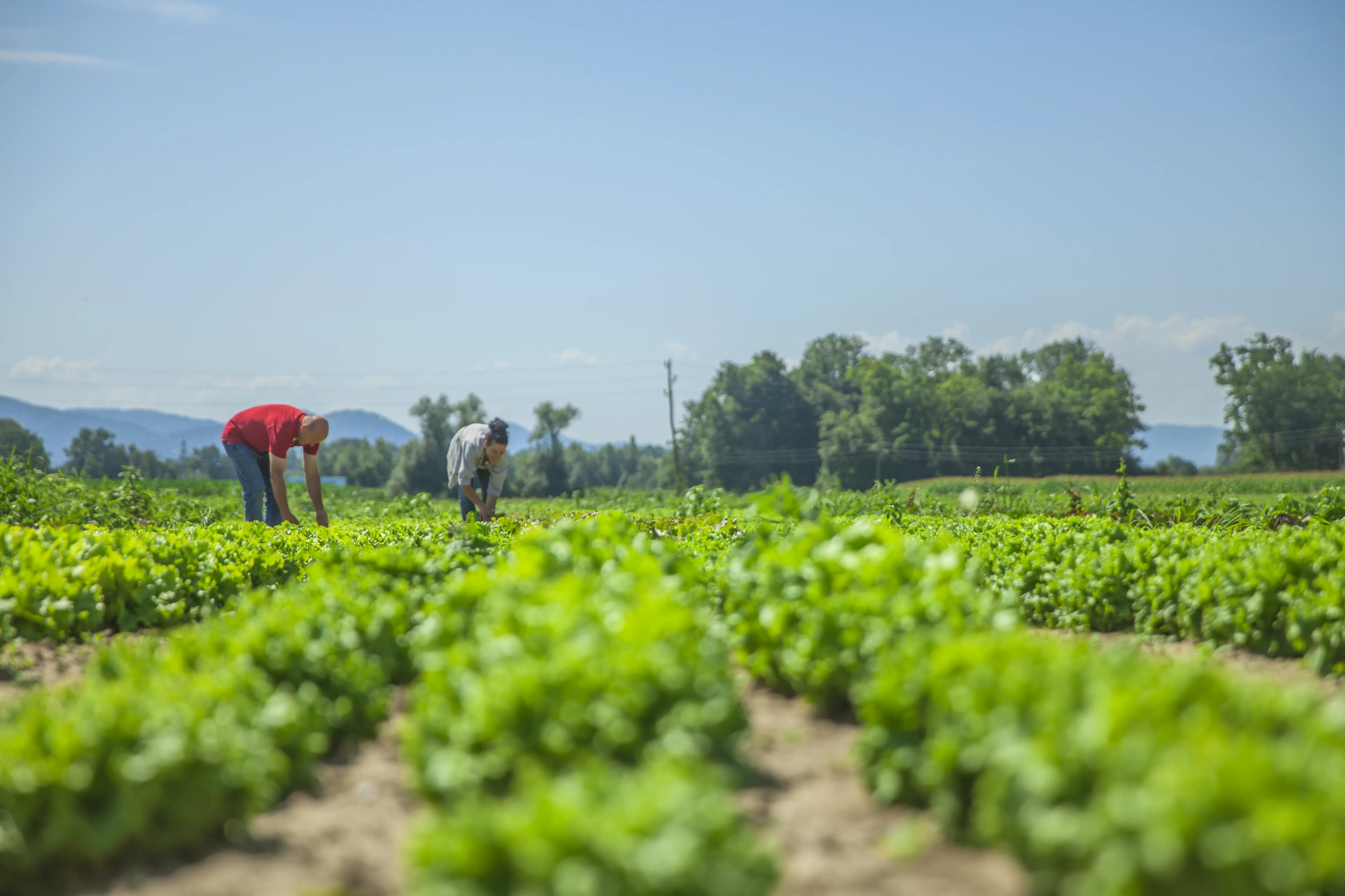 Agricultores trabajando en campo
